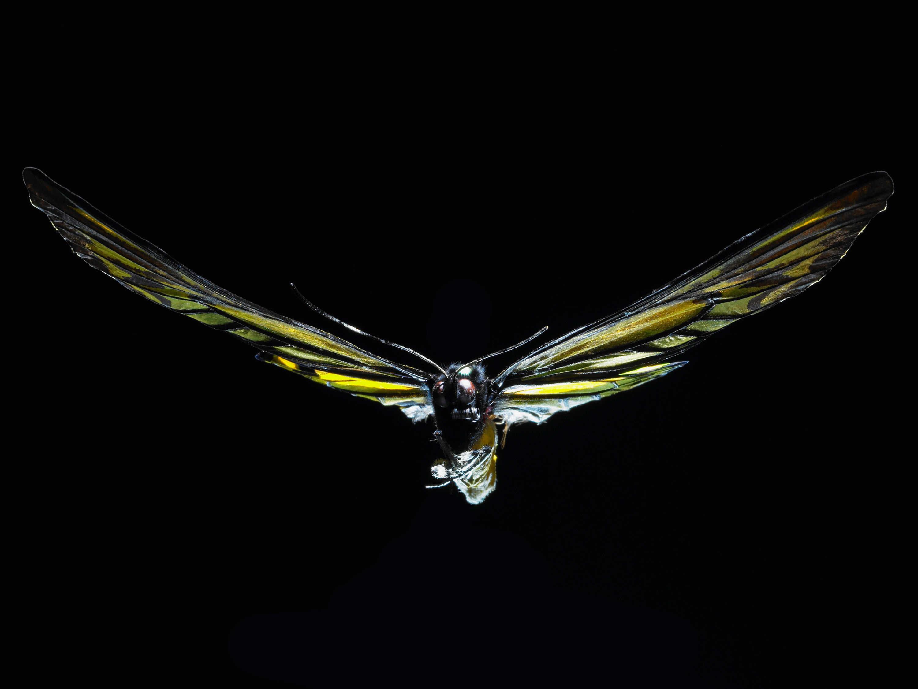 BT Insekt Nr. BT Insekten 42-20064806