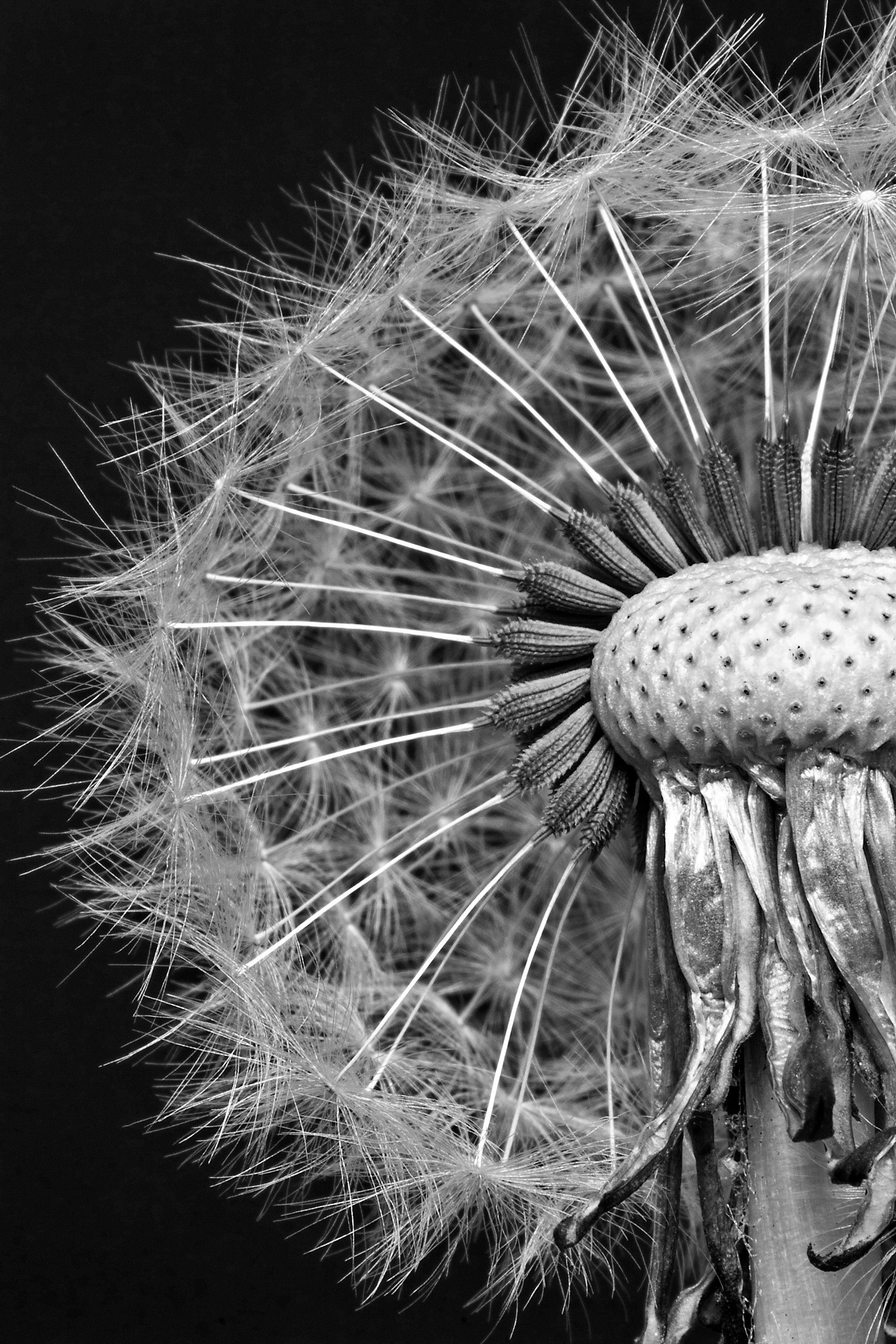 Pusteblume No. 15