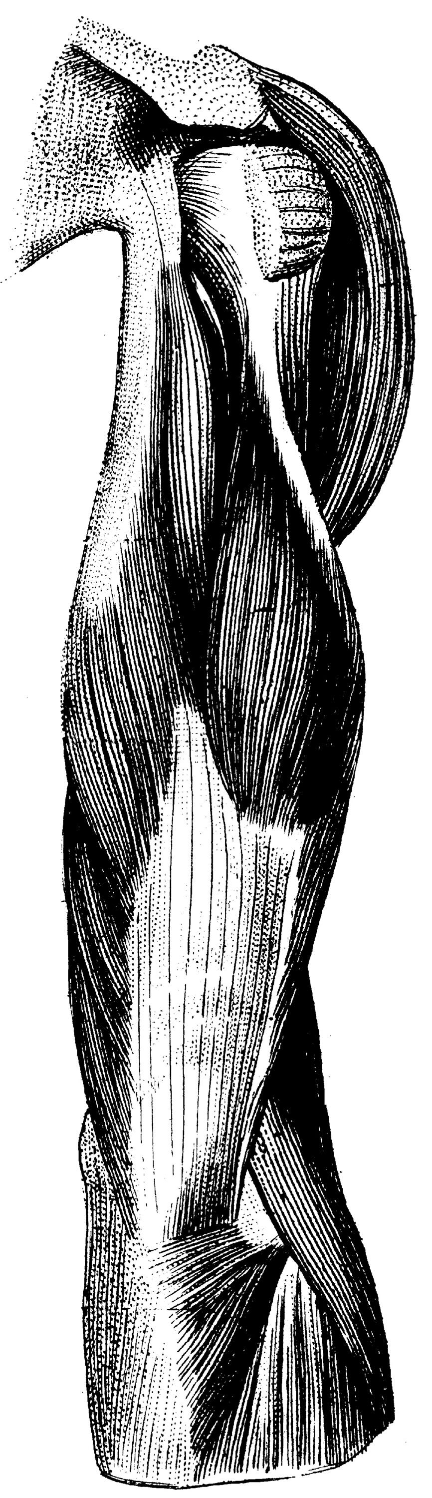Human Body No. 14