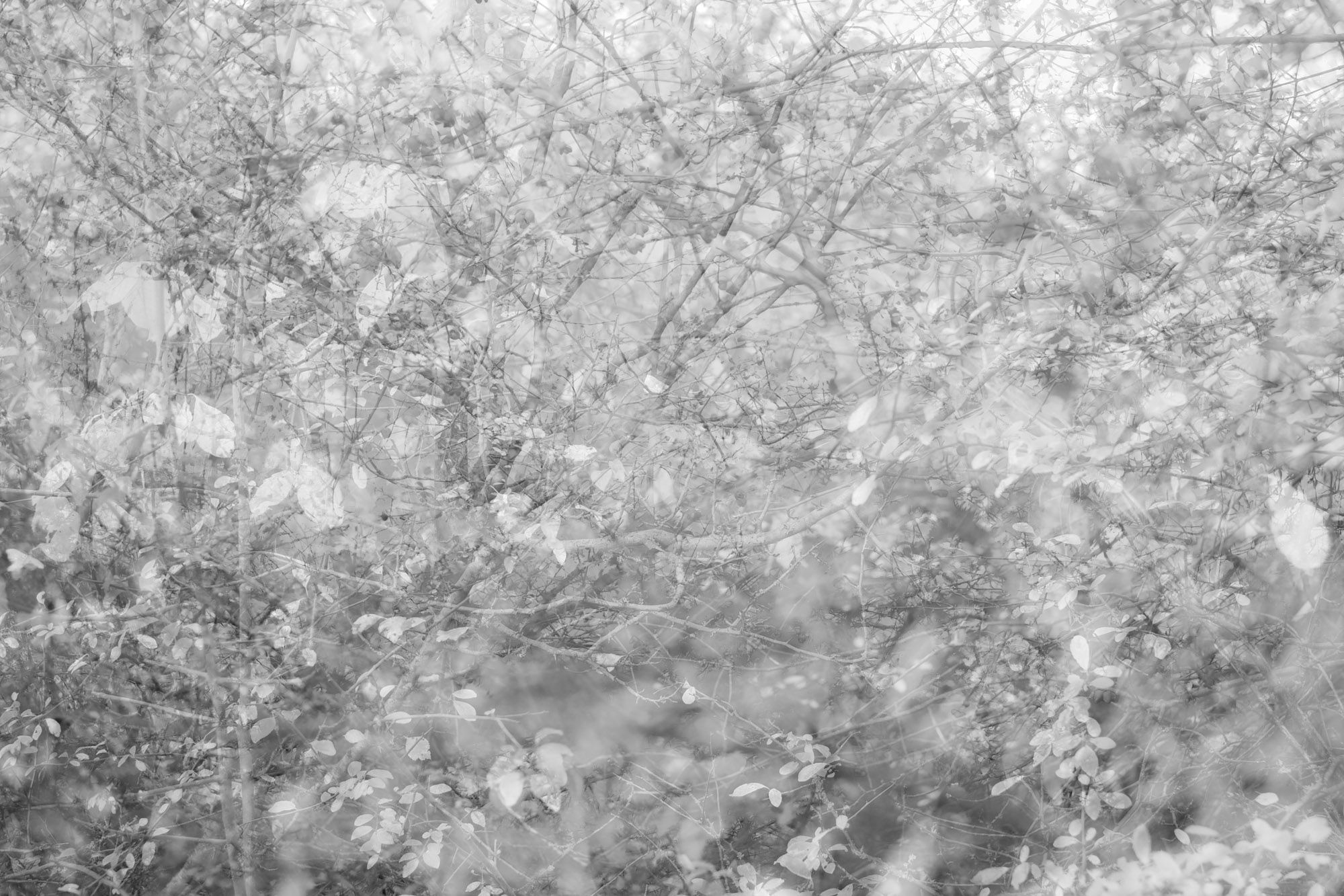 Infrarot Wood No. 05