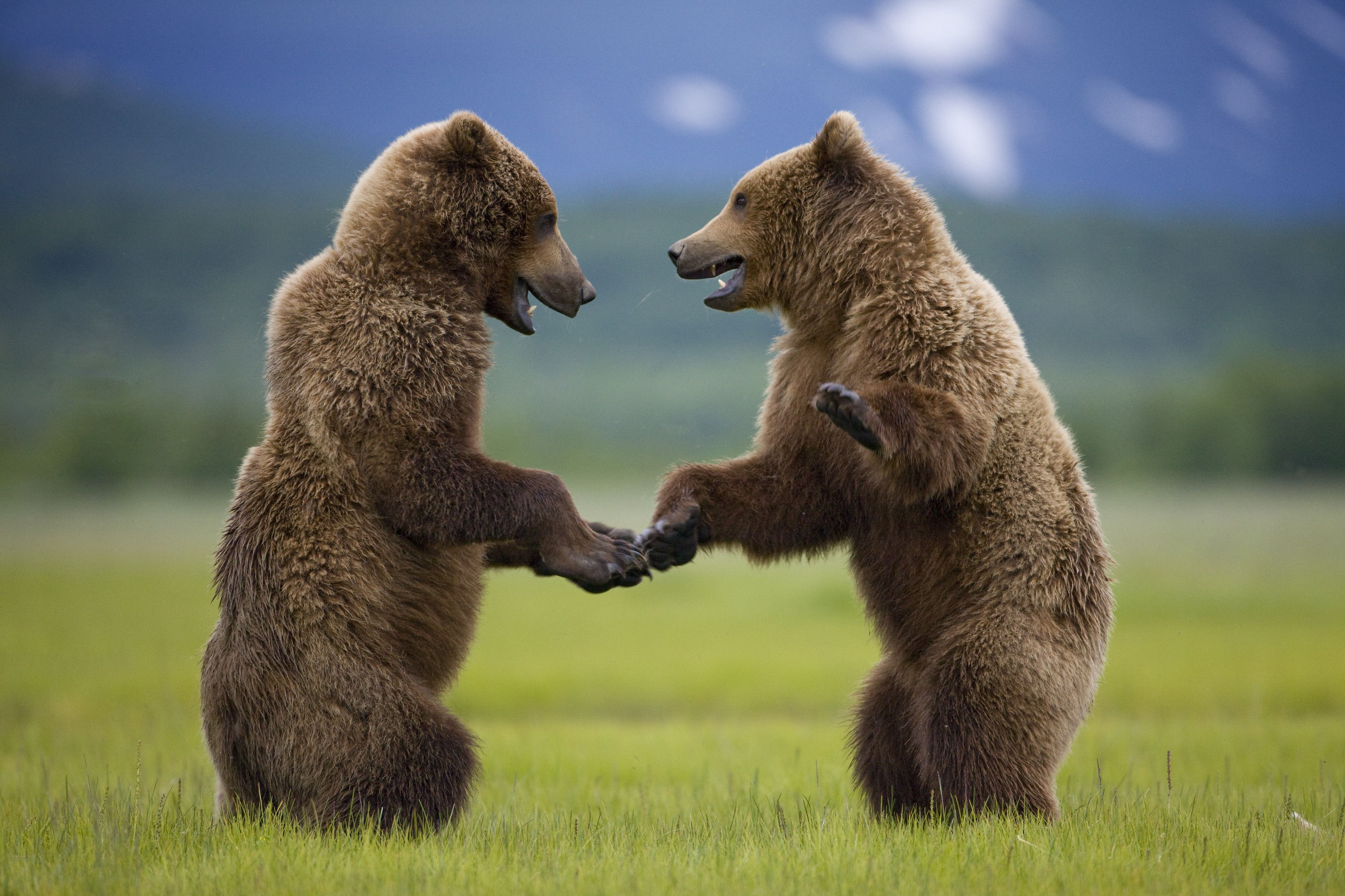 BT Bär Nr. 42-27333777