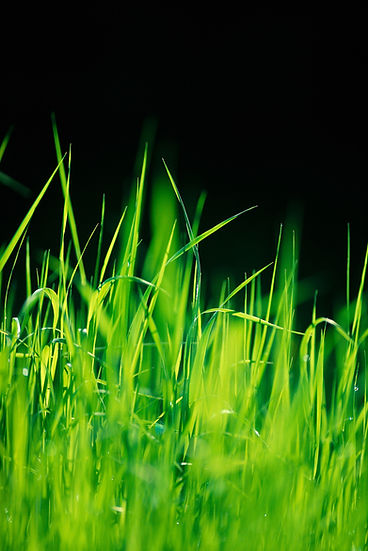 Gras III No. 74