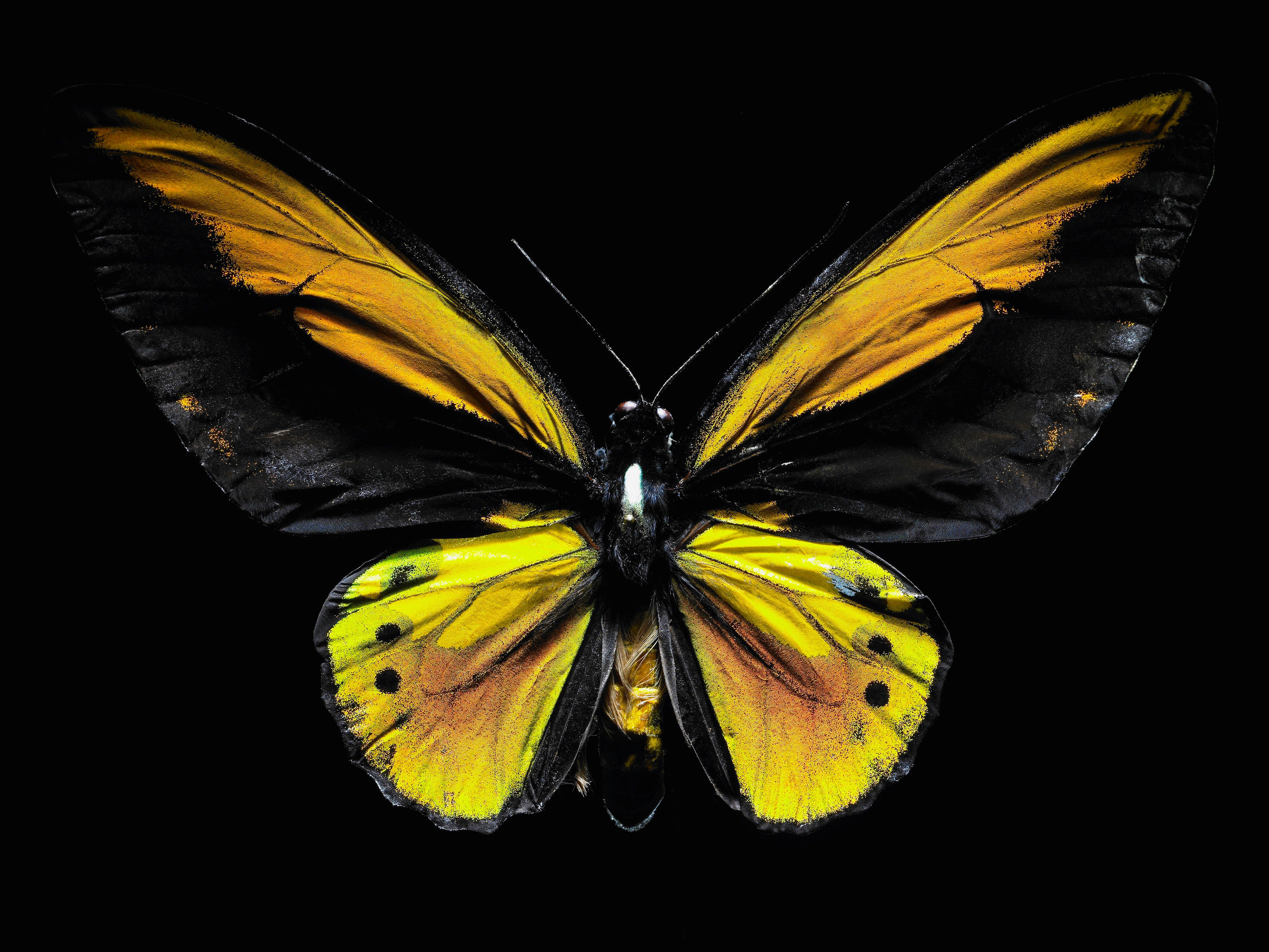 BT Insekt Nr. BT Insekten 42-20064758