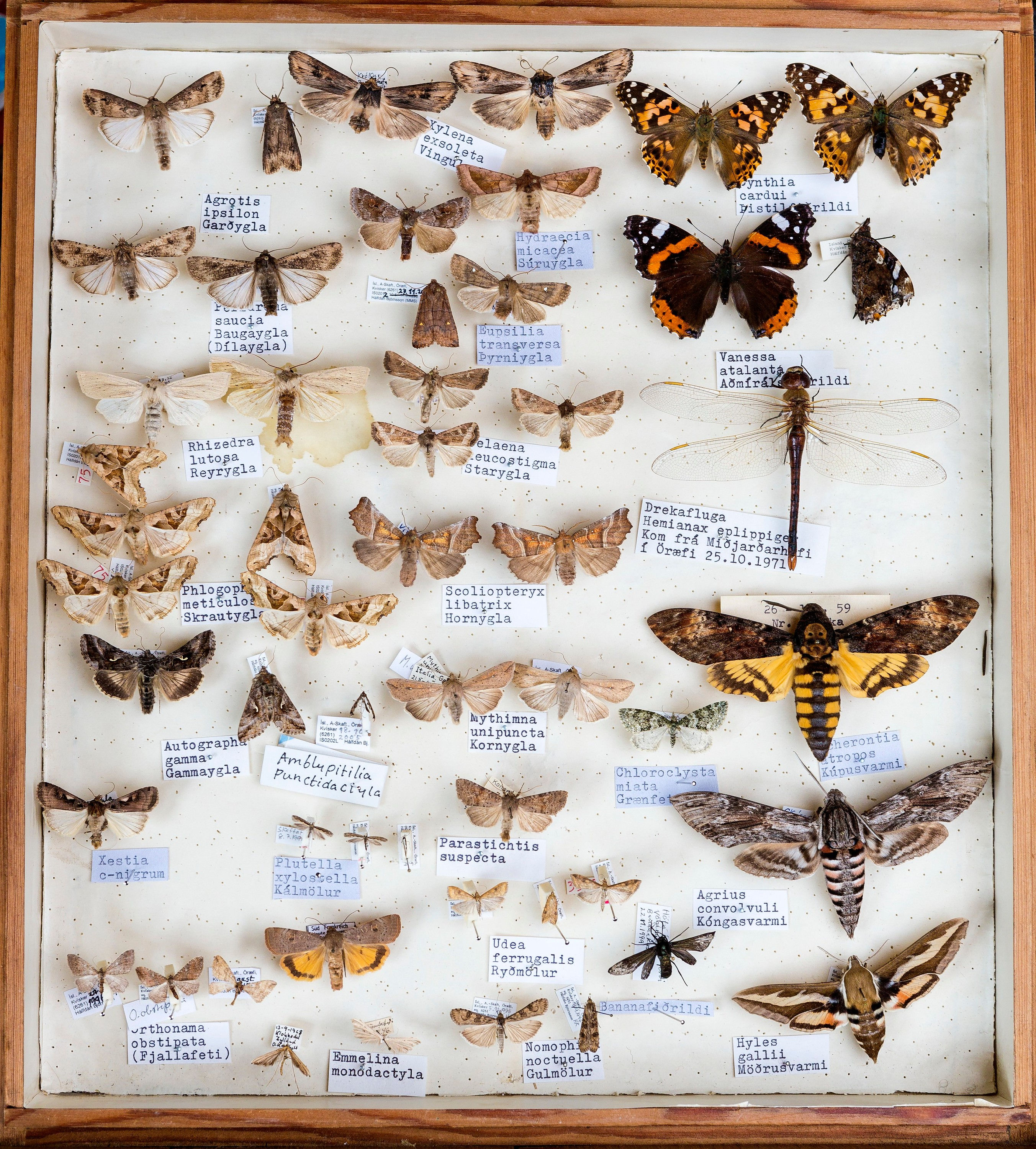 Schmetterlinge #12 by © Corbis/Arctic-Images