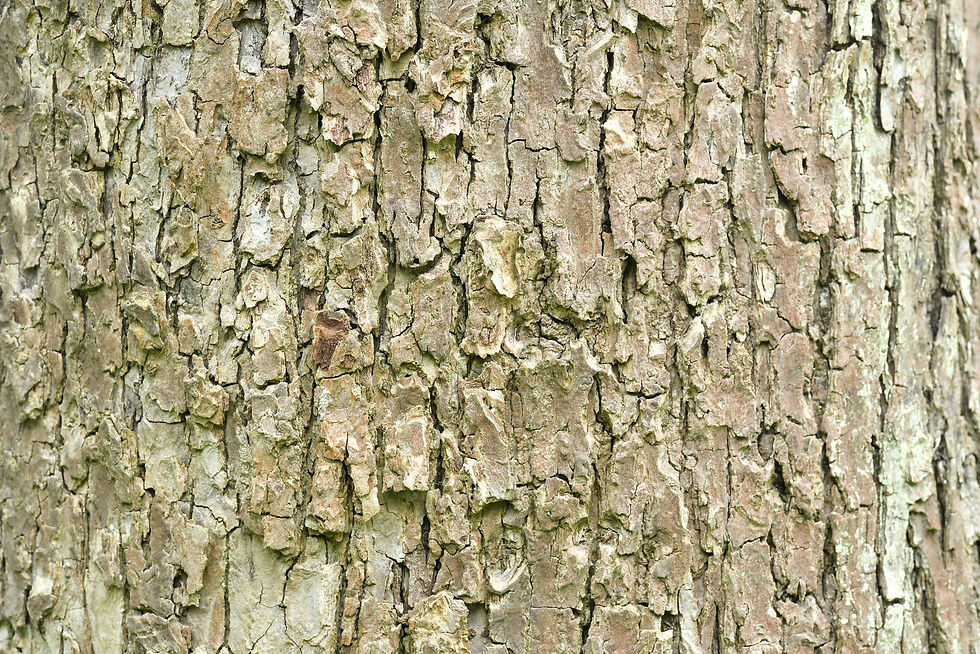 Baumrinde / Bark No. 15