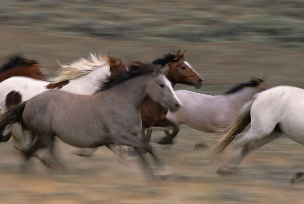 Thumbnail: BT Horse Nr.  340029