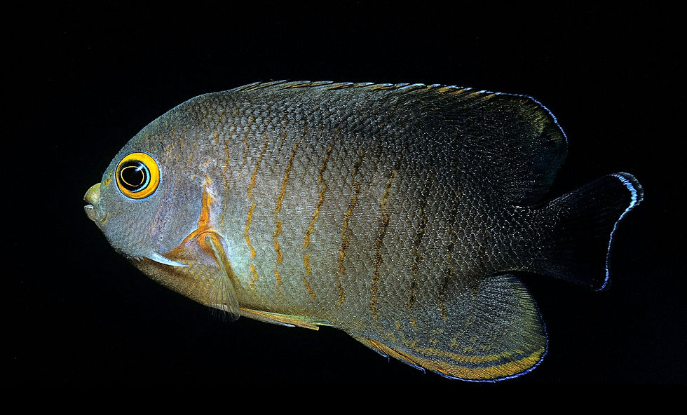 BT Fish Nr. 42-69232738