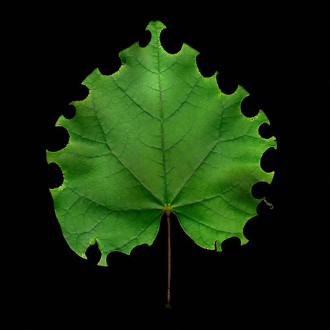 Ein grünes Blatt auf schwarem Hintergrund
