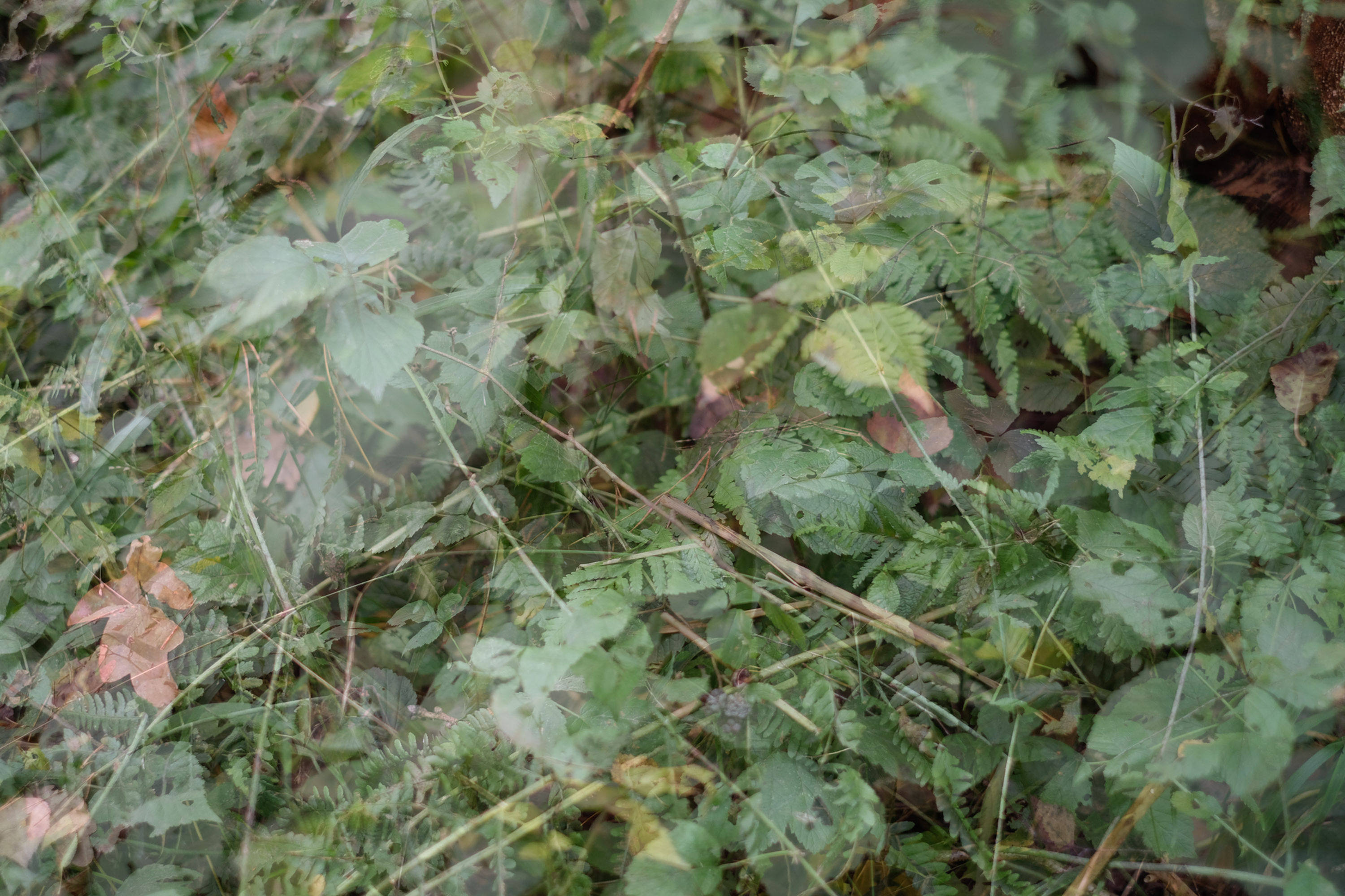 Nature Double No. 17