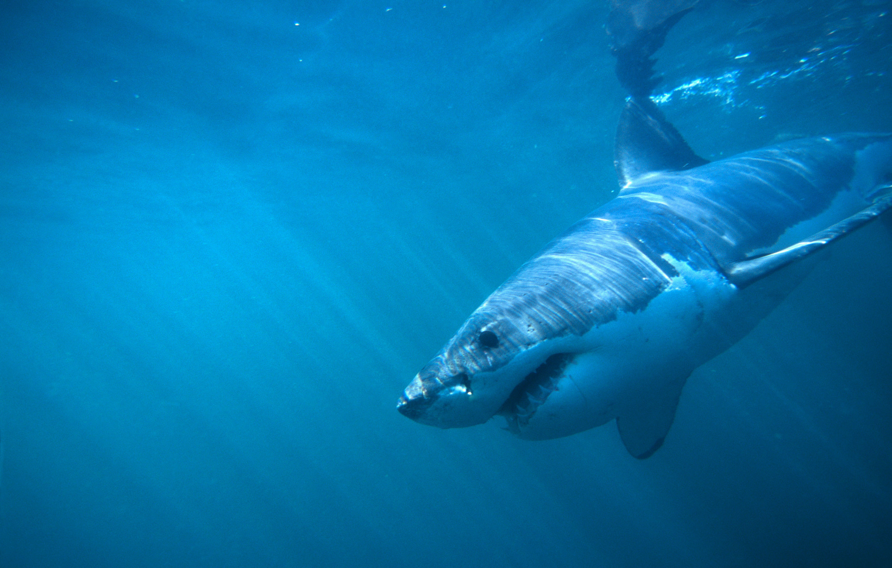 BT Hai Nr. 42-16423975