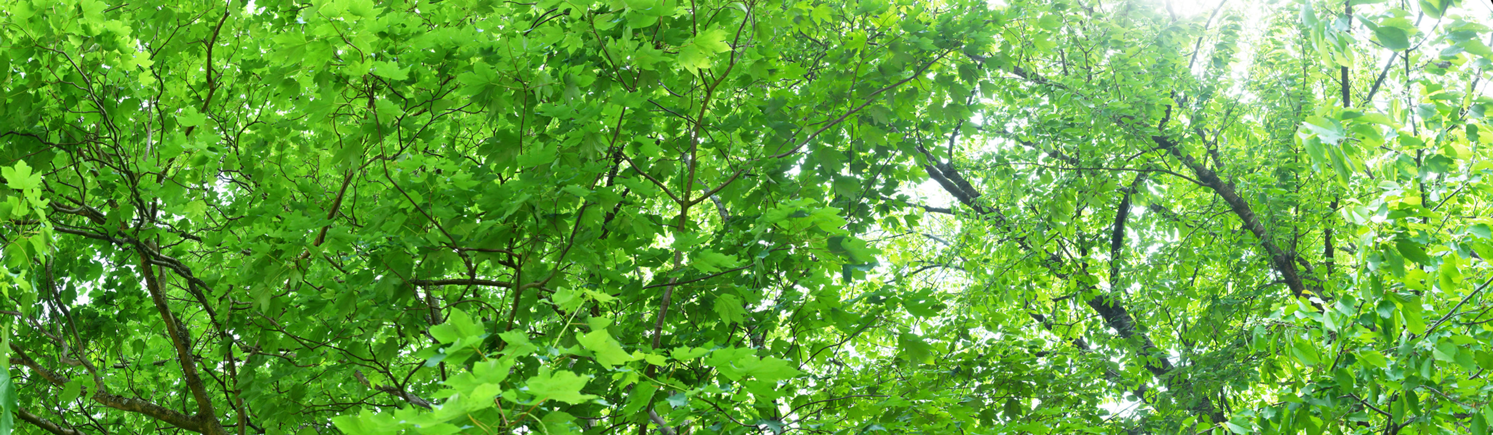 Wald Giga Panorama UHD No. 8