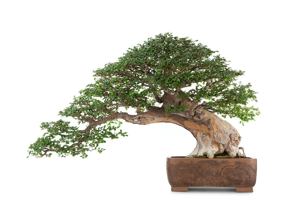 BT Bonsai Nr.: 42-69484195