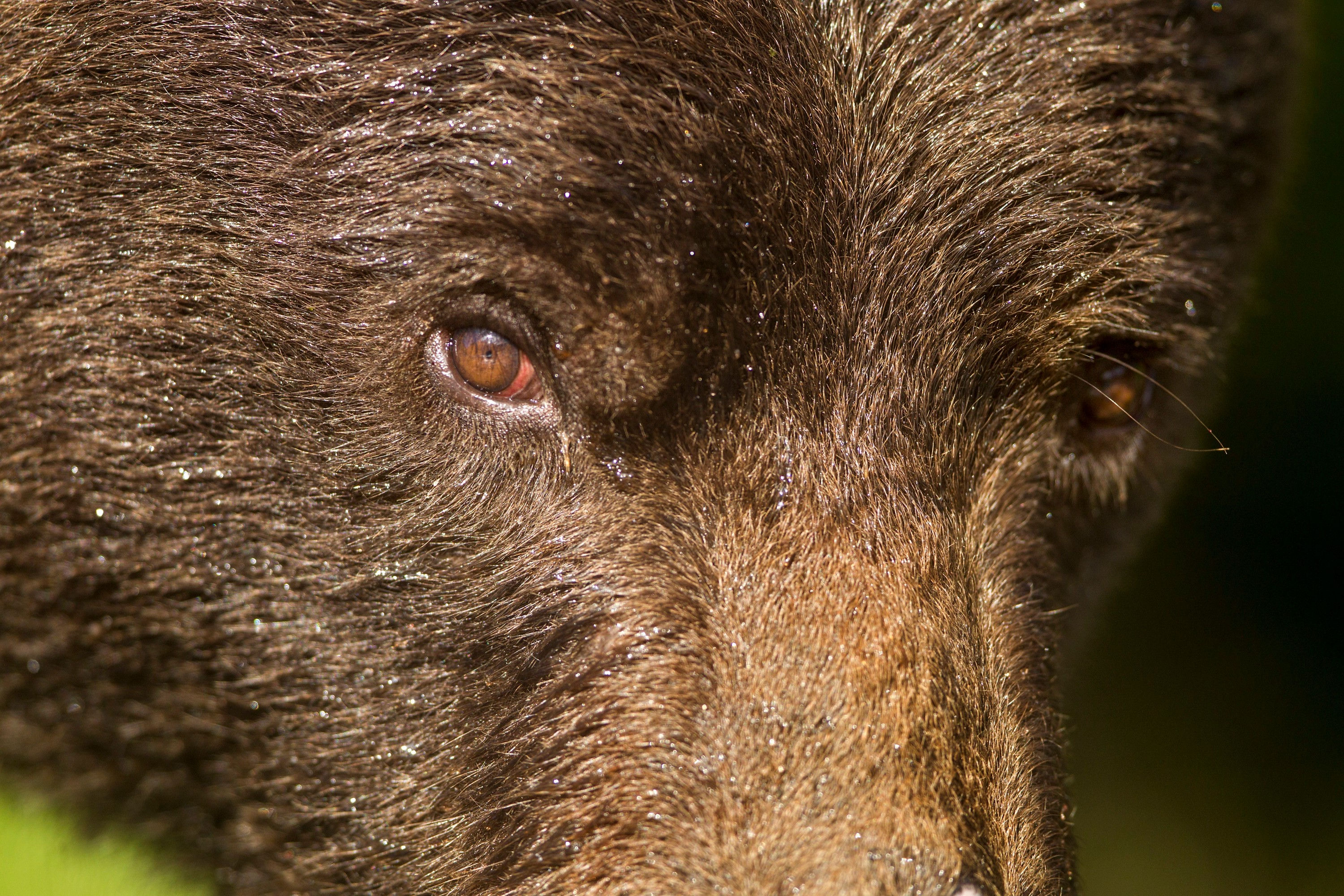 BT Bär Nr. 42-43258687