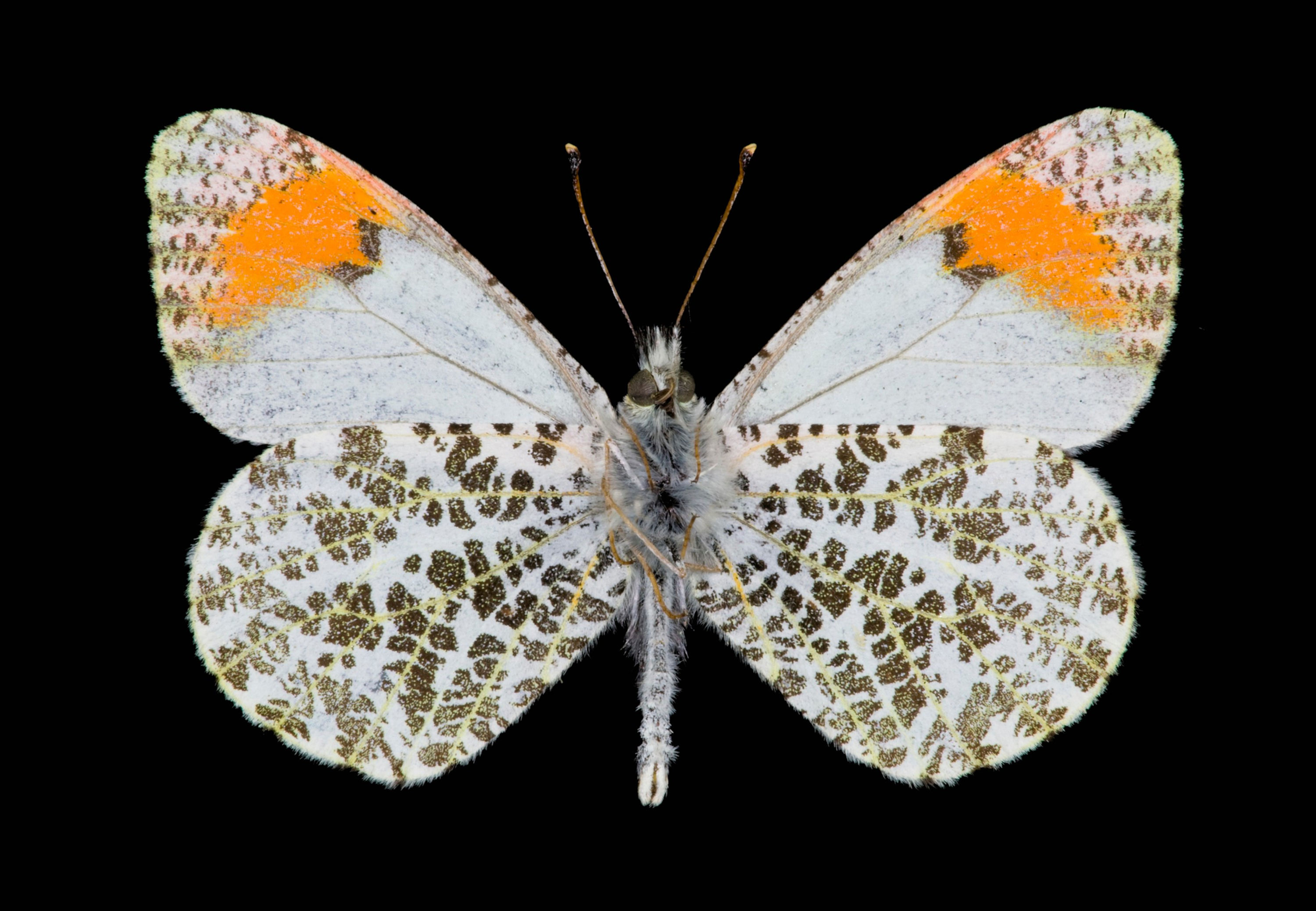 BT Insekt Nr. BT Insekten 42-24866870