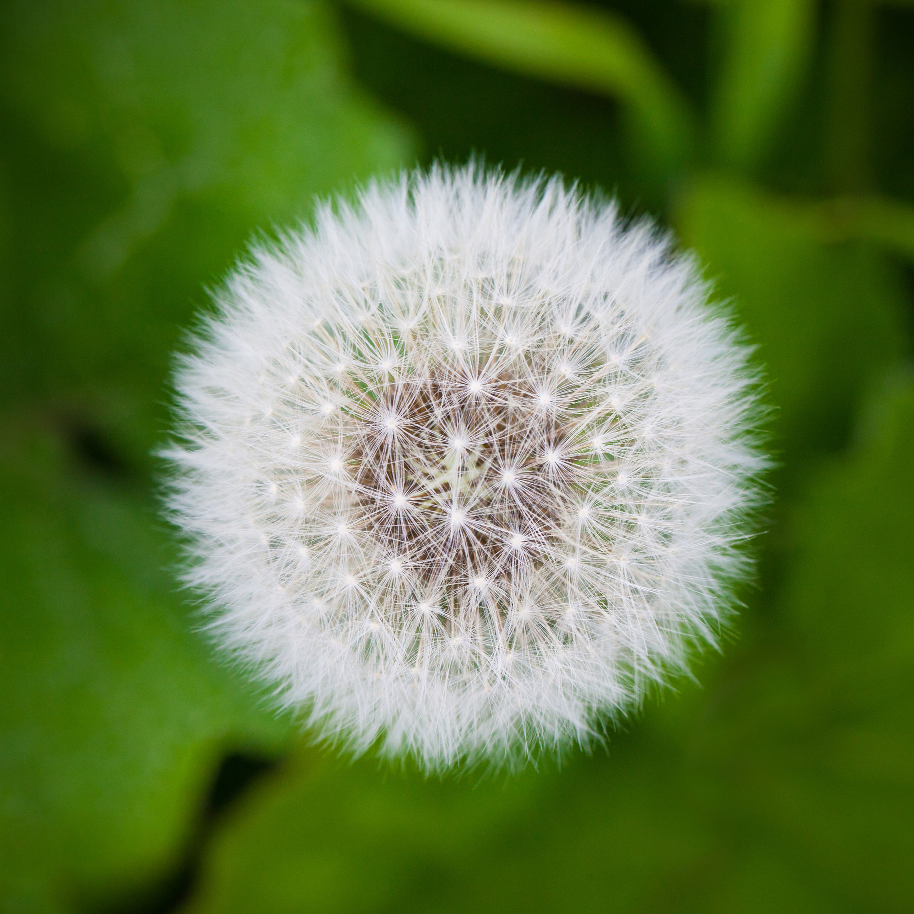 Pusteblume No. 17