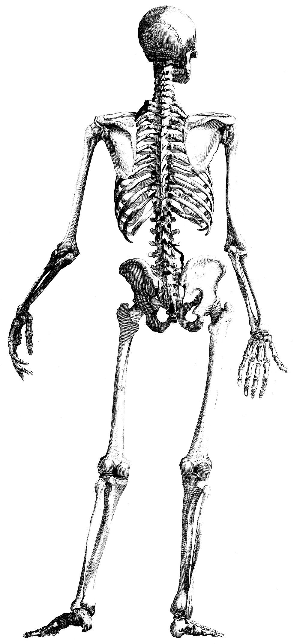 Human Body No. 13