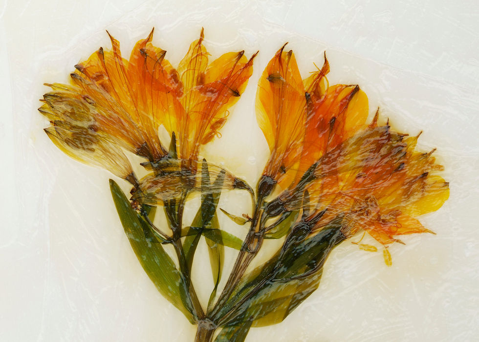 Trockenblumen No. 23
