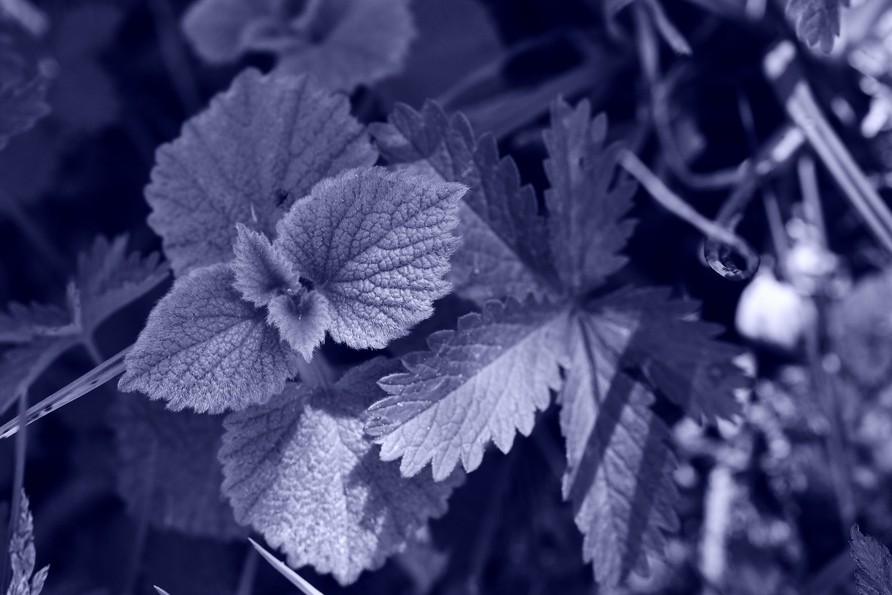 BT Sepia Natur Nr.