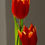 Miniaturbild: Tulpenfeld No. 100