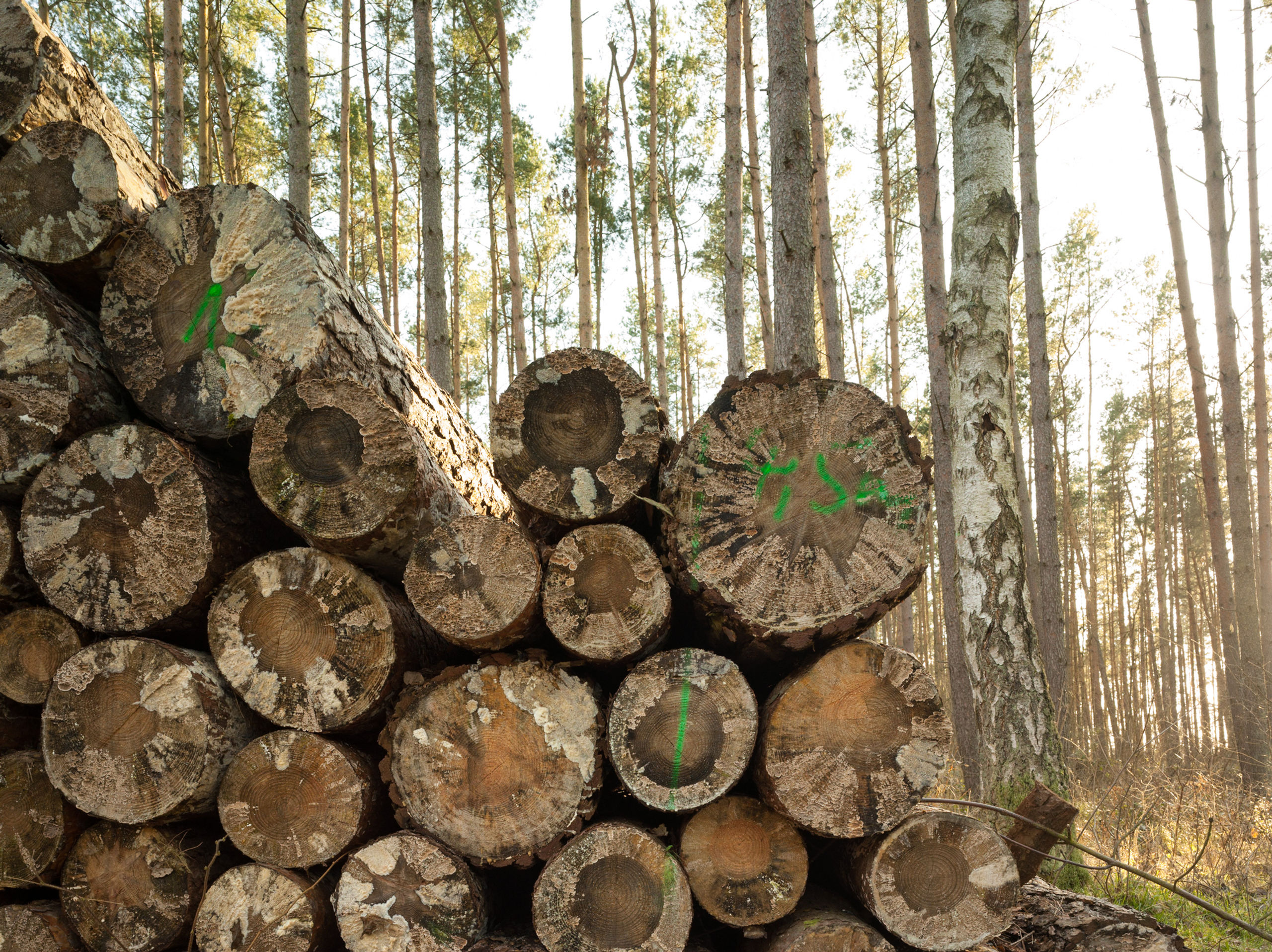 Baumscheibe 2 No. 25