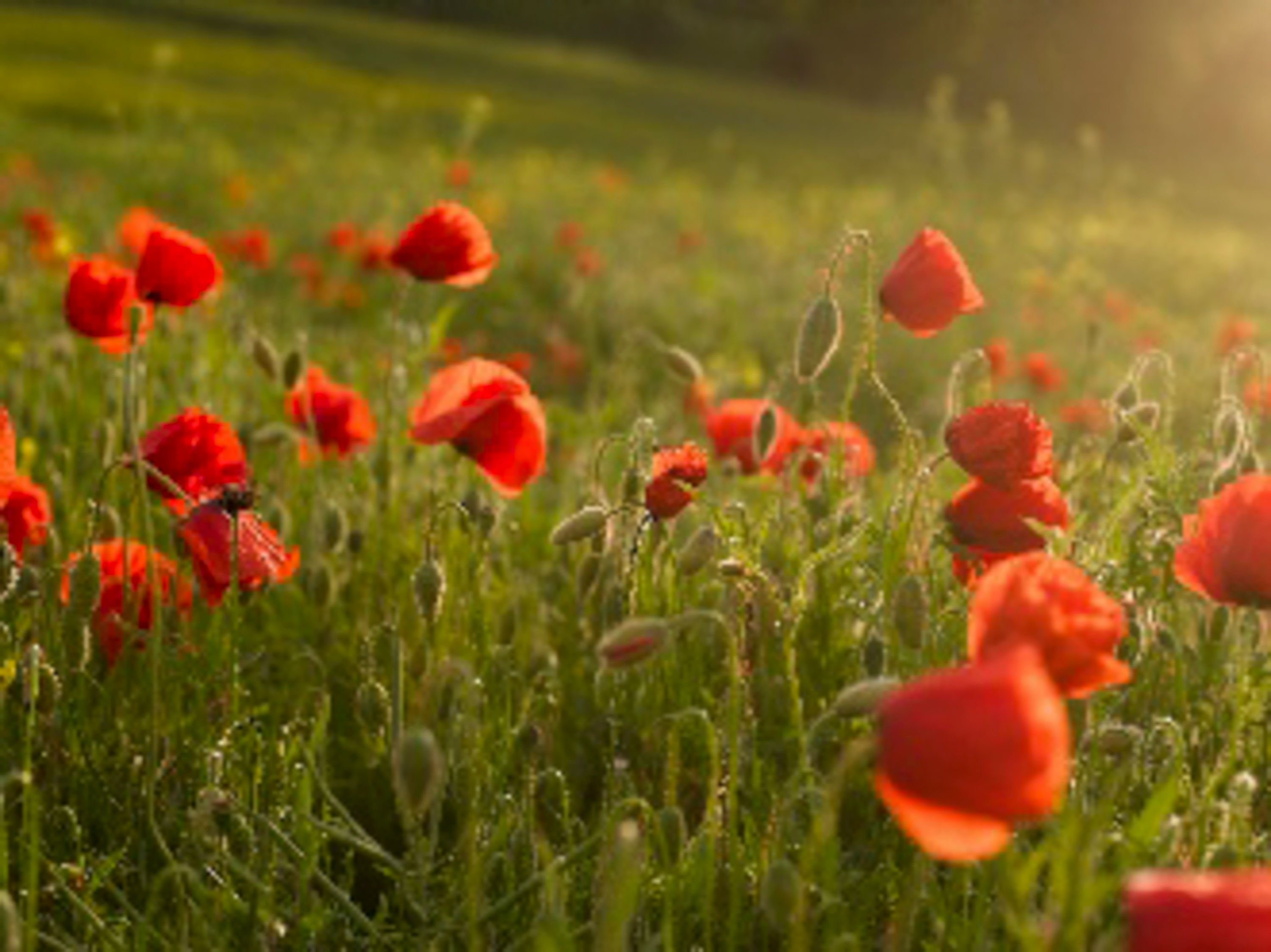 Mohn No. 07