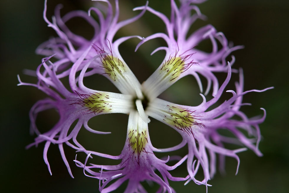 Miniaturbild: Macro Flower No. 03