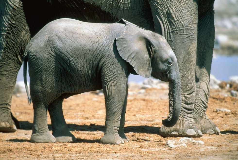 BT Elefant Nr. 42-15295644