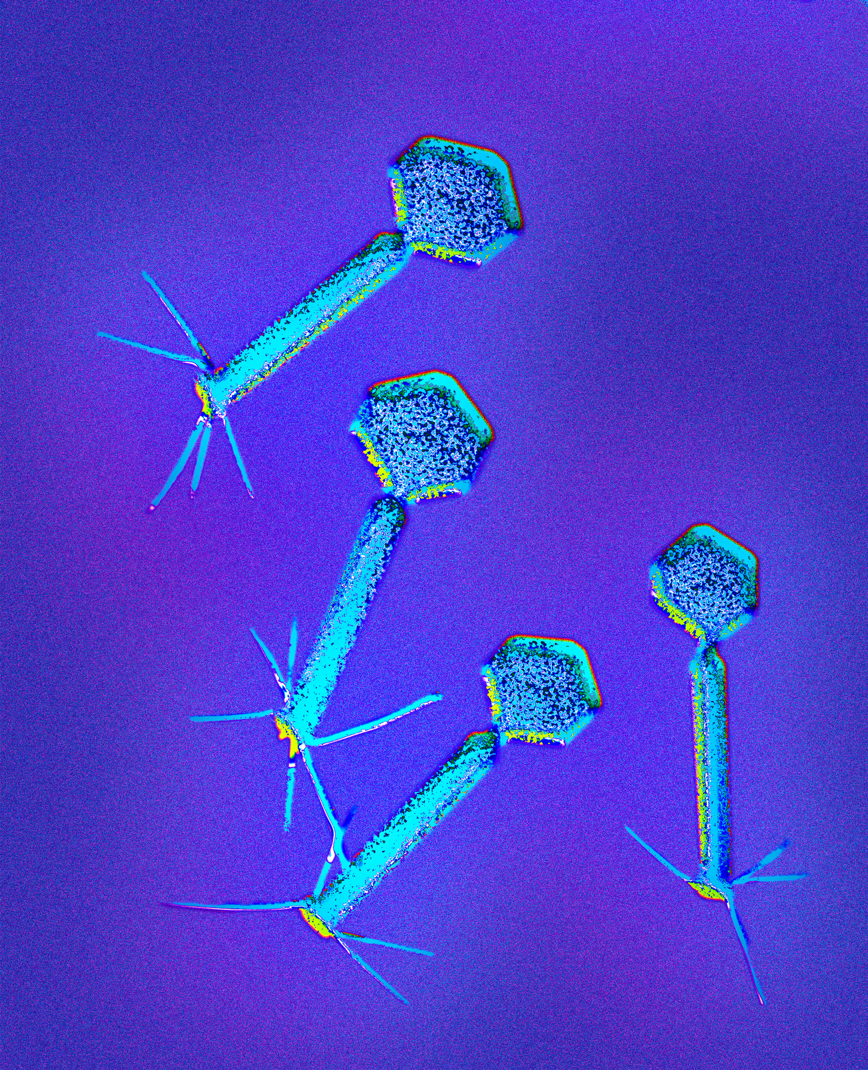 Micro No. 74