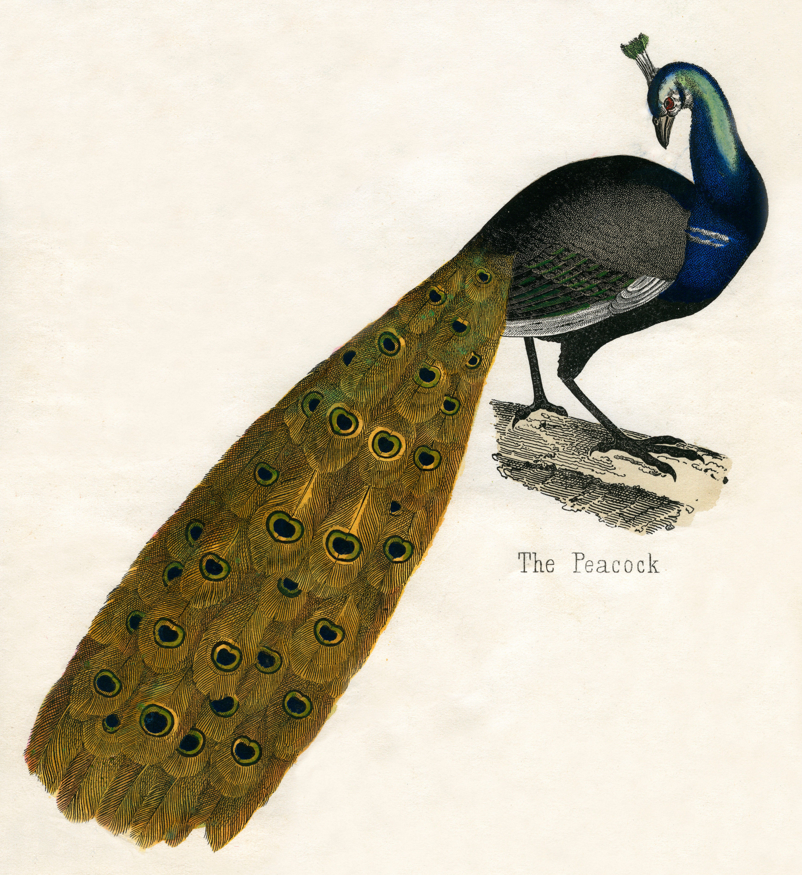 Vögel - Illustration #19 by © Corbis/© Corbis.  All Rights Reserved.