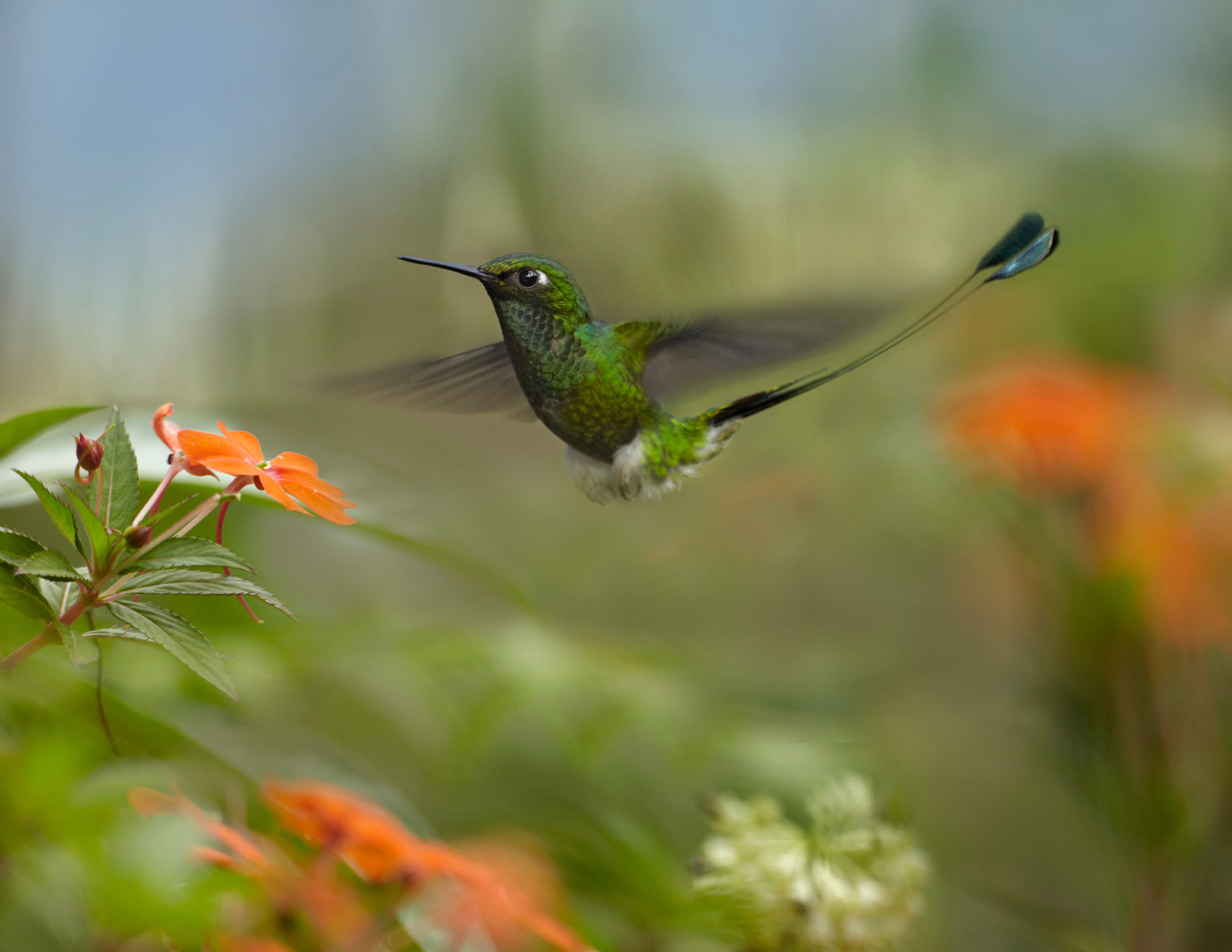 BT Kolibri Nr. 00442628