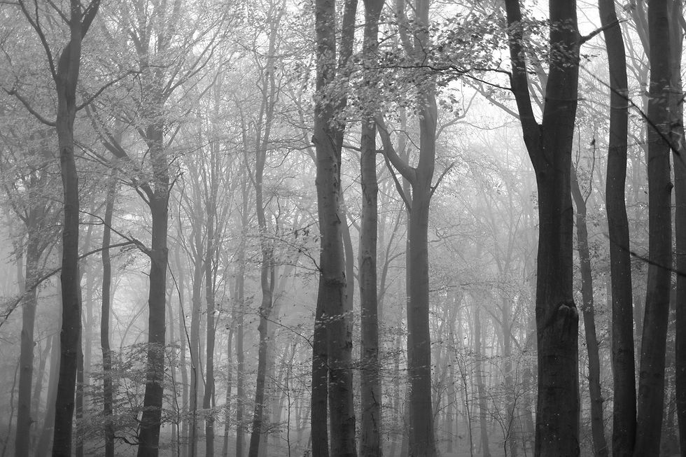 Tree to Light No. 09