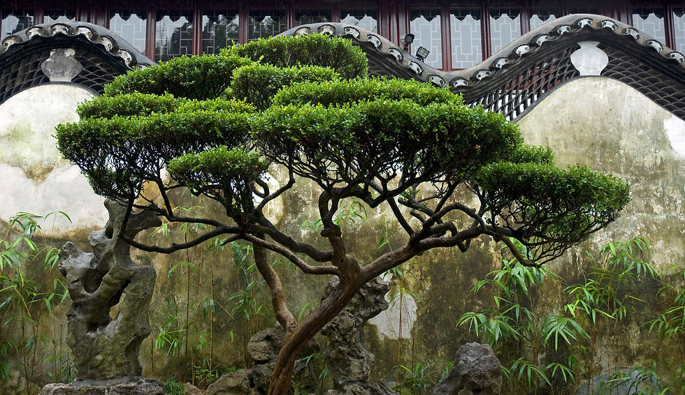 BT Bonsai Nr.: 42-58287968