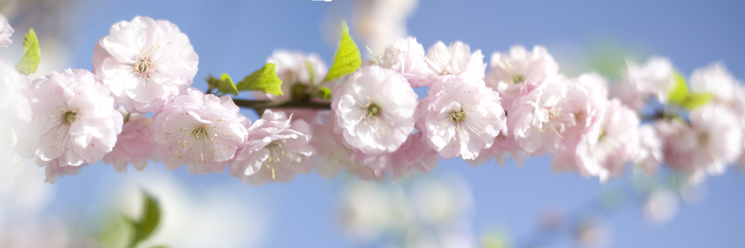 BT Sakura Nr.