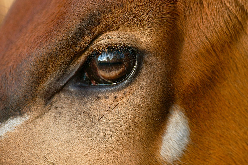 Thumbnail: BT Animal Eyes Nr. 42-25714411