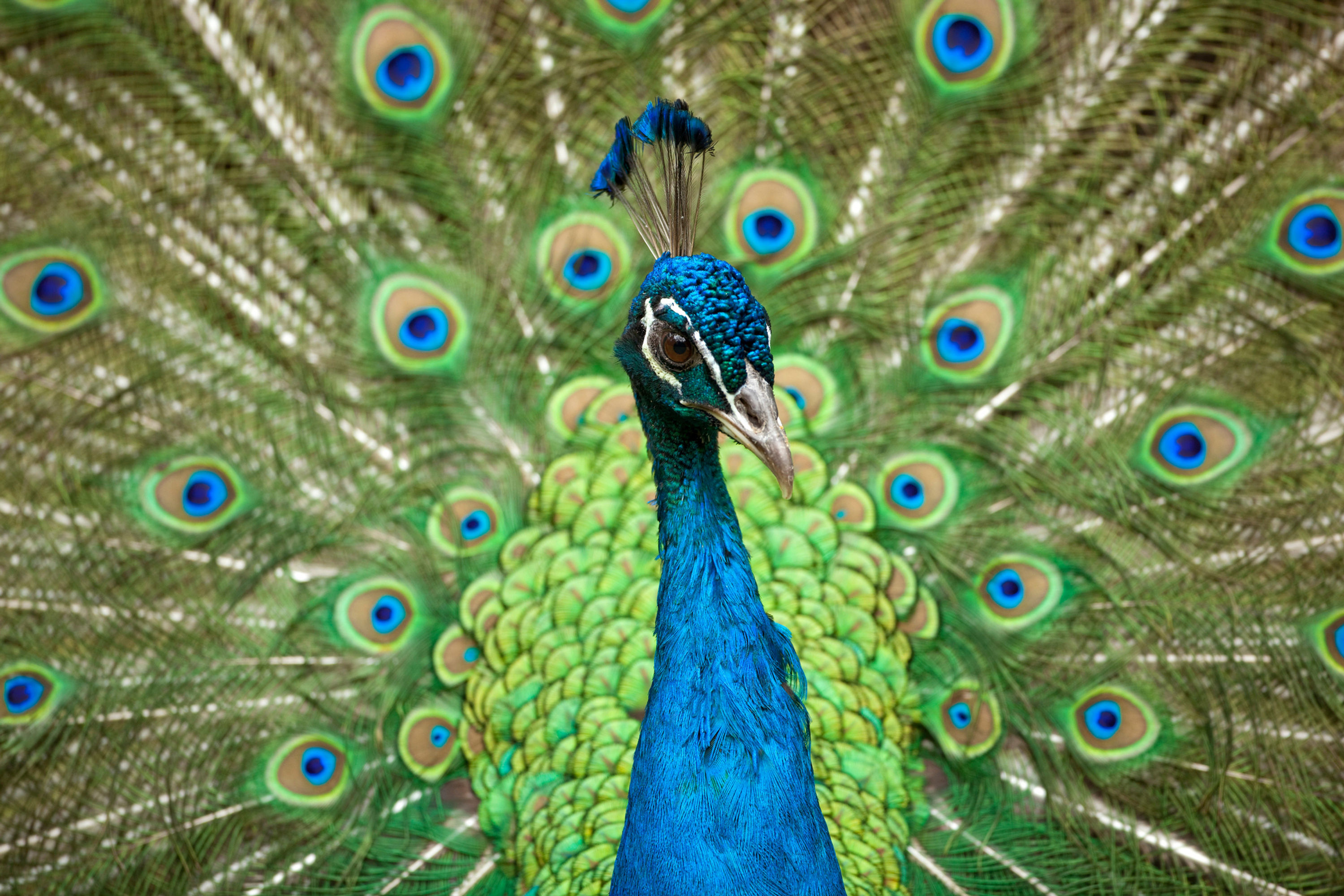 BT Pfau Nr. 42-22929705