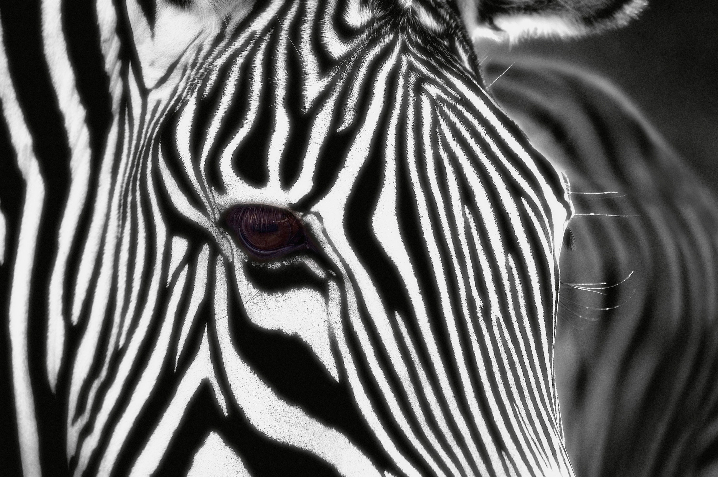BT Zebra II Nr. 42-16916490