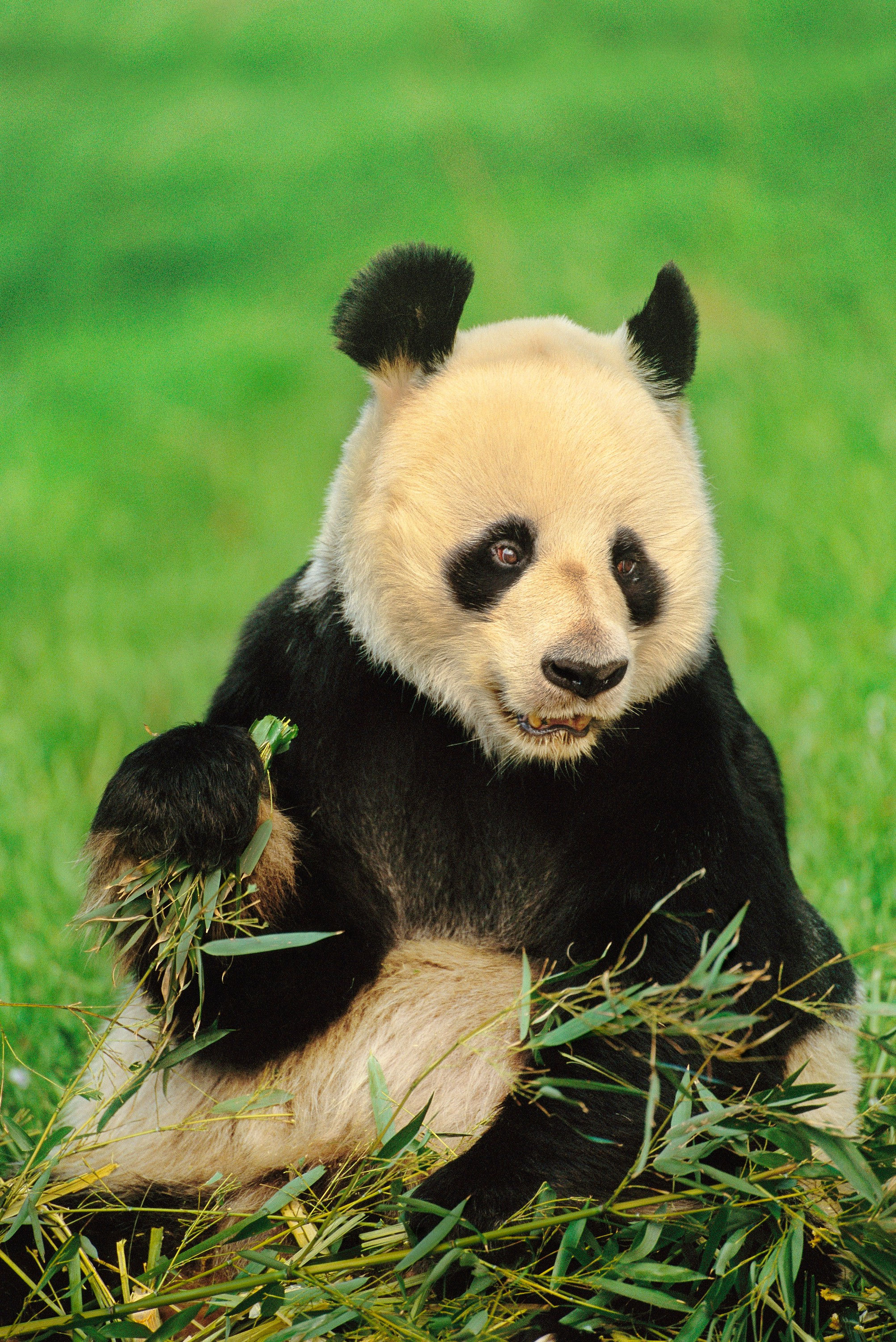 BT Panda Nr. 42-19431475