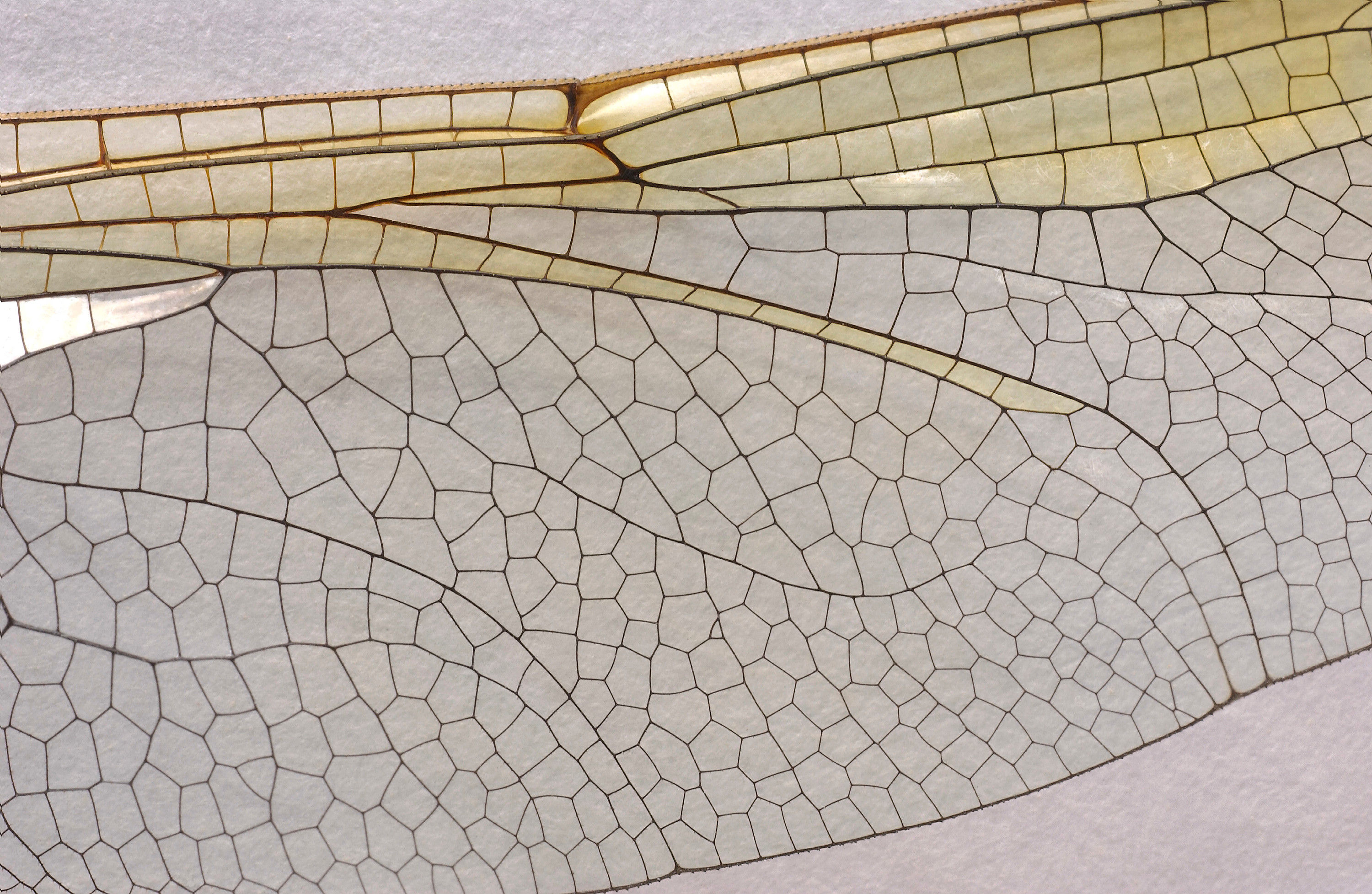 Schmetterlinge #68 by © Corbis/David Mendelsohn