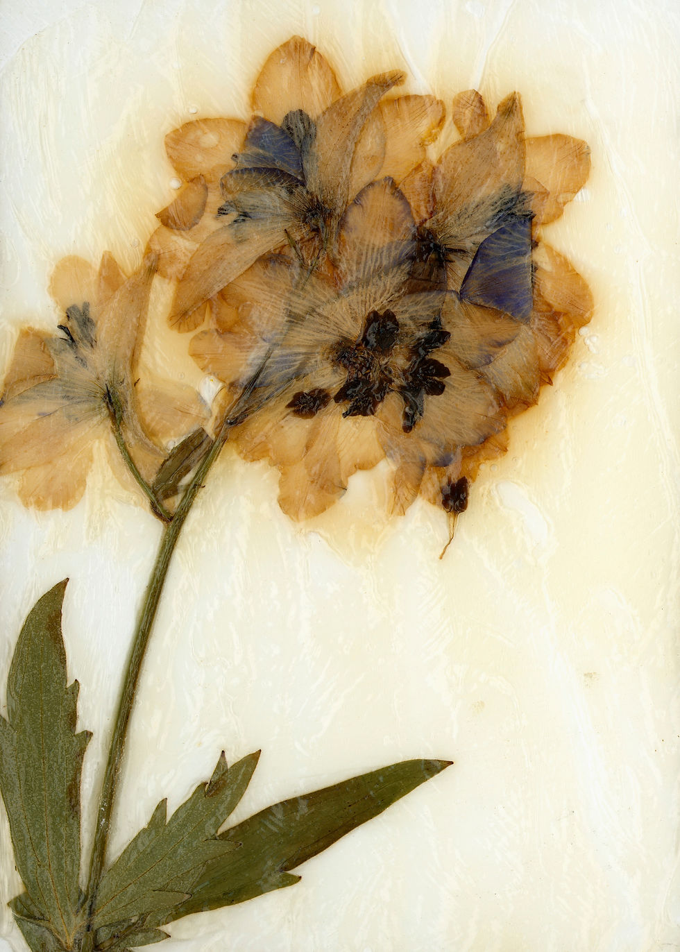 Trockenblumen No. 26