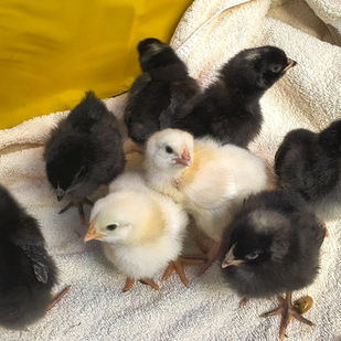 They're here! Our chicks have hatched!