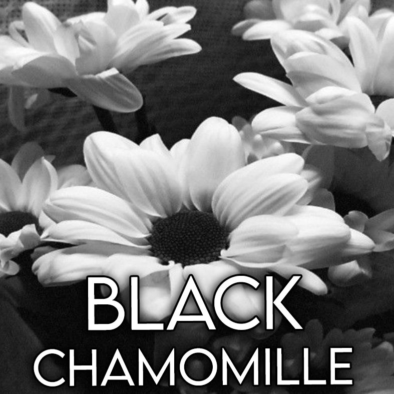 Miniatura: Black Chamomille  (122-D)