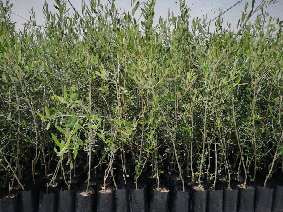 Olive Trees