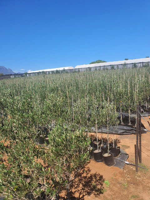 Olive Trees