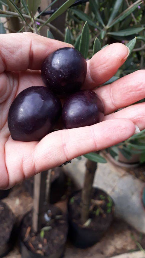 Olive Trees