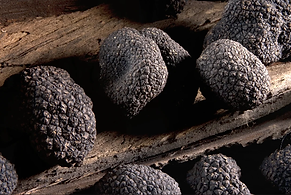 spanishtruffel.png