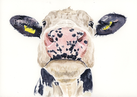 Nosey Cow .png