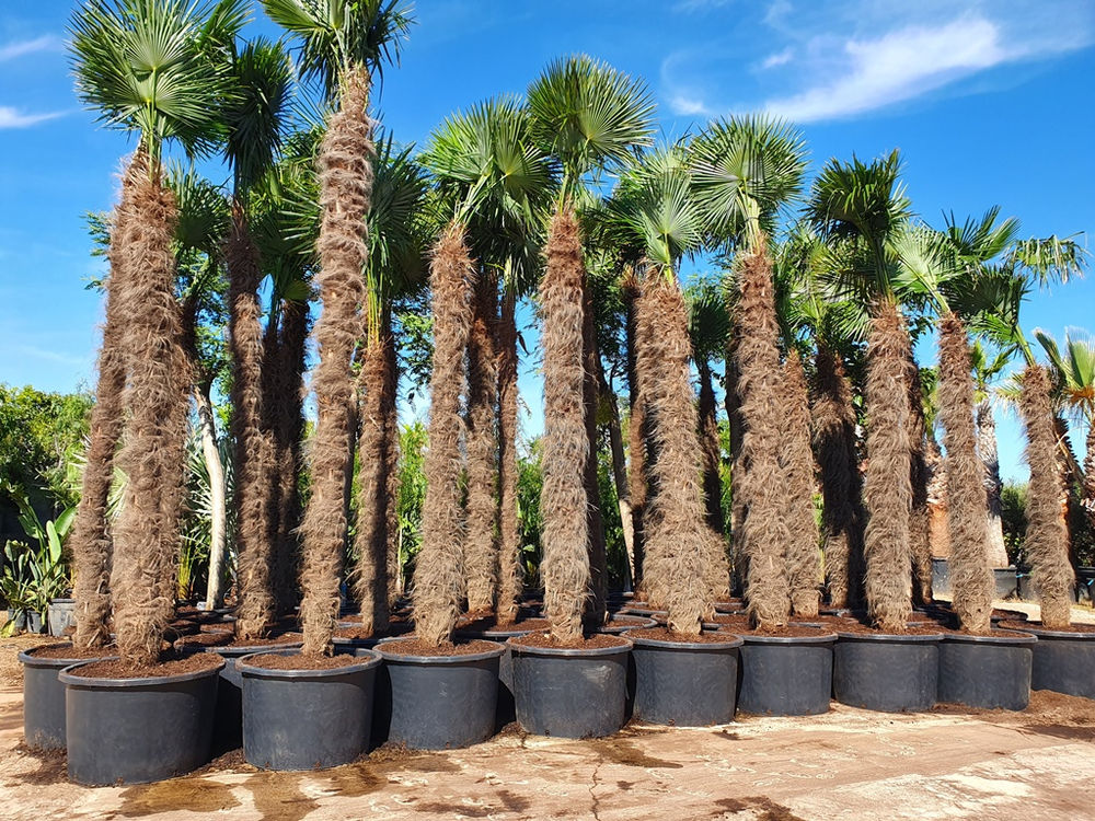 How do you like your Chusan Palm?