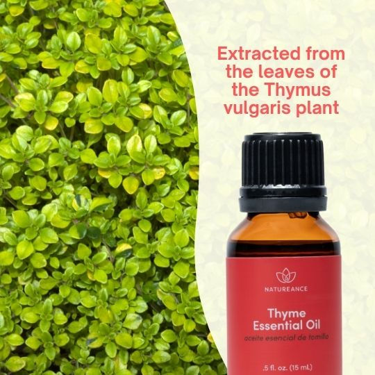 Miniatura: Aceite Esencial de Tomillo