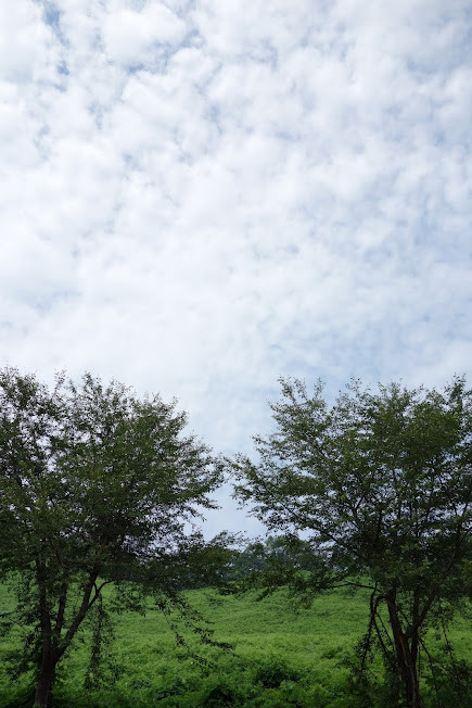 warabien
