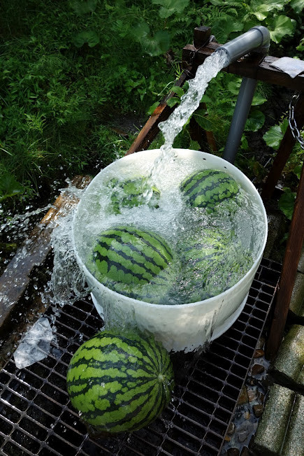 water melon